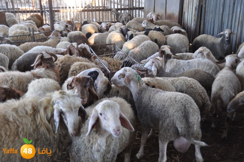 mal7ama lud 929 (15).JPG